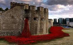 =tower poppies