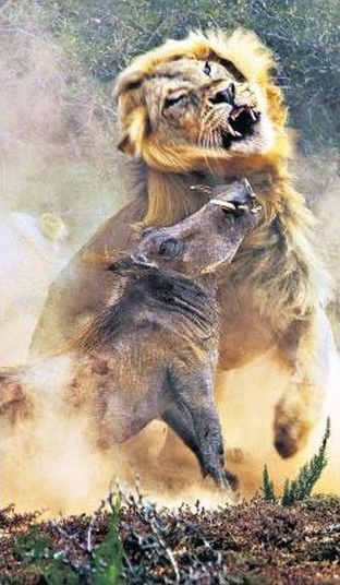 lion and warthog